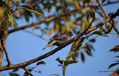 Dove bird Stockfoto's