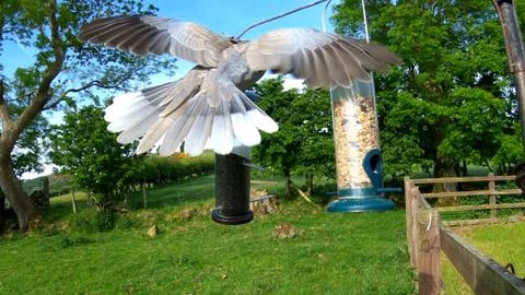 Dove at bird table  Foto stock