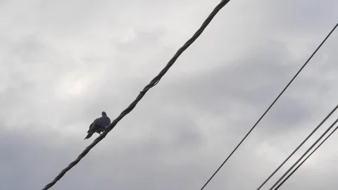 Dove bird taking off from electric cable in slow motion. Stock Footage 114685258