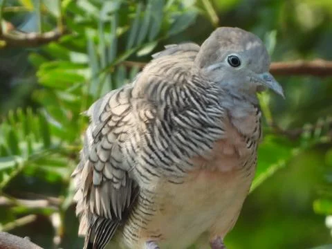 Dove bird on a tree branch at a park in Thailand Stock Photos