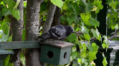 Dove on birdhouse Stock Footage 38481993