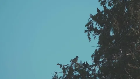 Dove Birds Sitting on the tree Stock Footage
