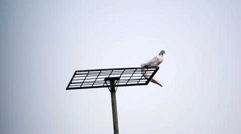 Dove on blue sky Stock Footage 54618750