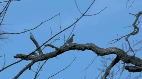 Dove on a Branch Stock Footage 12580079