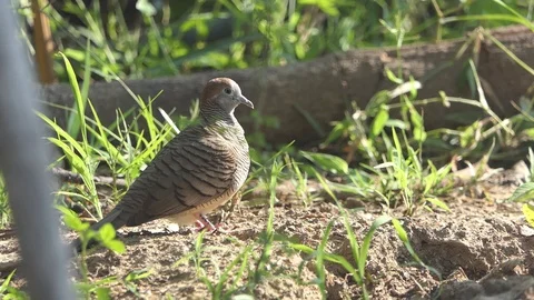 A dove on a branch Stock-Footage 122266887