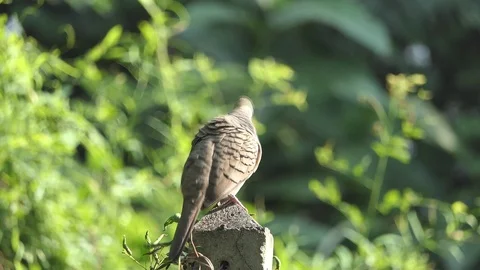 A dove on a branch Stock-Footage 122266972