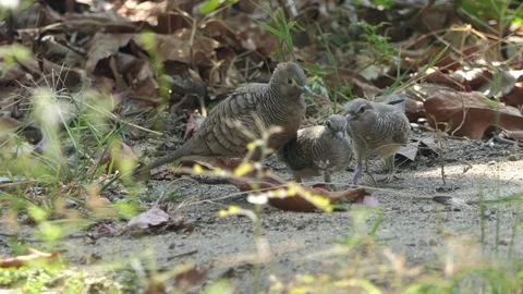 A dove on a branch Stock-Footage 122270722