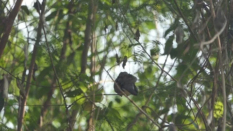 A dove on a branch Stock-Footage 122270865
