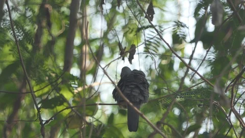 A dove on a branch Stock Footage 122270888