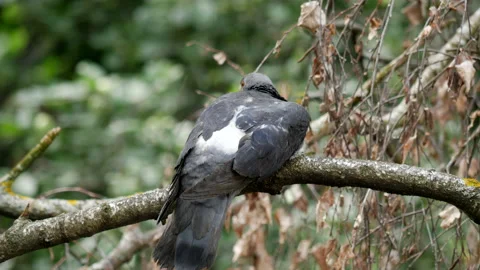 Dove on a branch Stock Footage 201471653