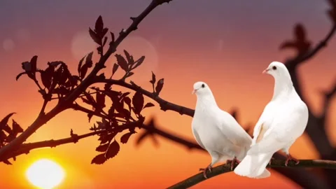Dove on a branch Stock Footage 280107456