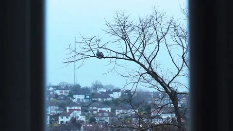 A Dove On A Branch Seen Through A Window On A Foggy Evening. Stock Footage 201009047