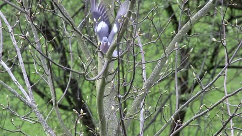 A dove on the branch of a sycamore maple tree - spring, sprouting leaf buds Stock Footage 153841568