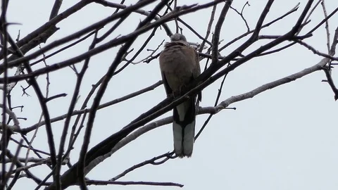 The dove is on the branches when it rains.4k Stock Footage 80878332