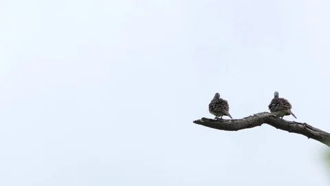 The dove is on the branches.4k Stock Footage 81008592