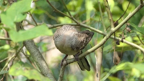The dove is on the branches.4k Stock Footage 81015257