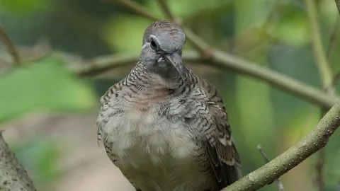 The dove is on the branches.4k Stock Footage 81017506
