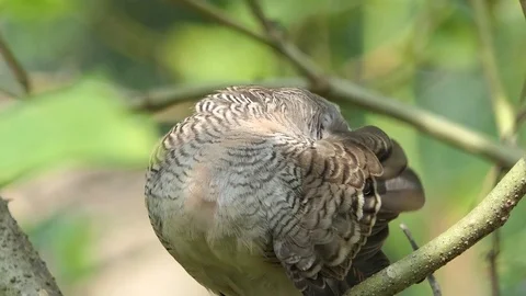 The dove is on the branches.4k Stock Footage 81019260