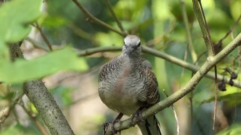 The dove is on the branches.4k Stock Footage 81026607