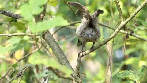 The dove is on the branches.4k Stock Footage 81039896