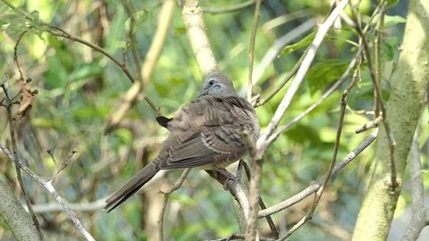 The dove is on the branches.4k Stock Footage 81049617