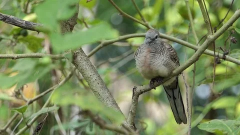 The dove is on the branches.4k Stock Footage 81049992