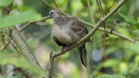 The dove is on the branches.4k Stock Footage 81050811