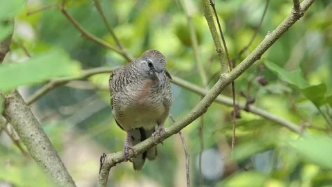 The dove is on the branches.4k Stock Footage 81051399