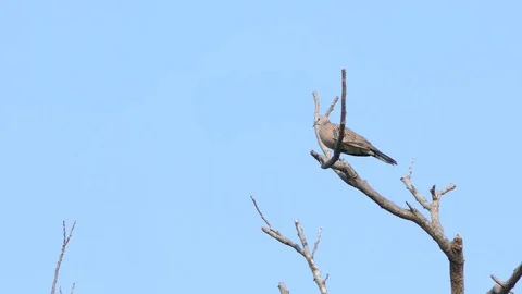 The dove is on the branches.4k 動画素材 82413487