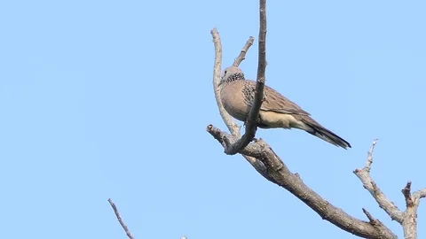 The dove is on the branches.4k Stock-Footage 82414336