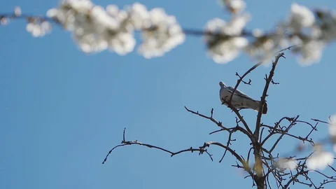 The dove is on the branches.Slow motion Stock Footage 129228499