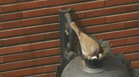 Dove brooding its eggs Video stock 401494