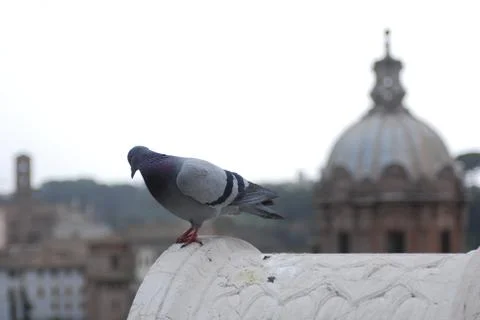 Dove on building Stock Photos