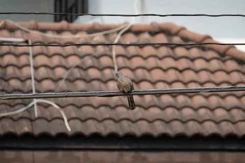 Dove on Cable Foto stock