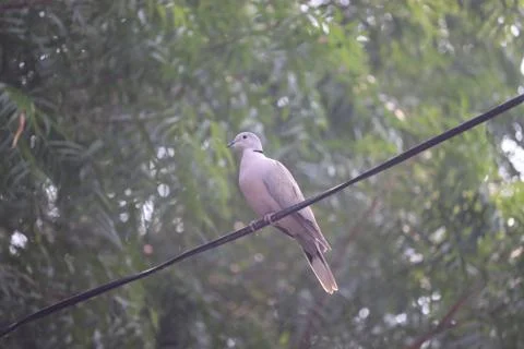 Dove on cable Stock Photos