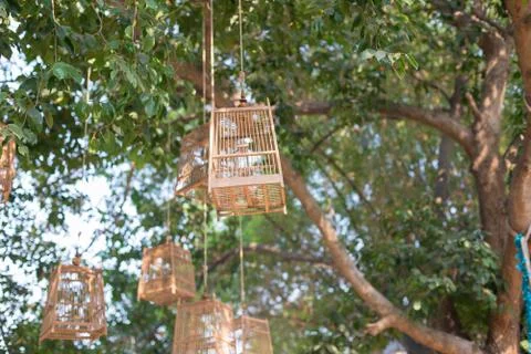 Dove cage designed with bamboo sticks. //Image // Landscape //focus on cage Foto stock