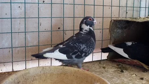 The dove is in a cage. Stock Footage 77015712