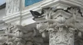 Dove on the capitals of the columns. 4K. 4k or 4k+ Resolution