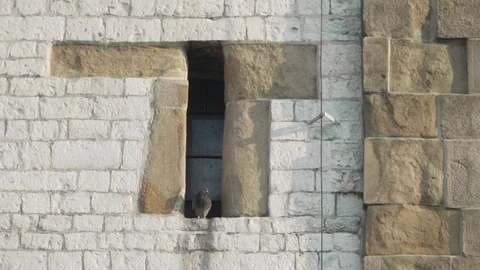 Dove on the castle. Stock Footage 95077319