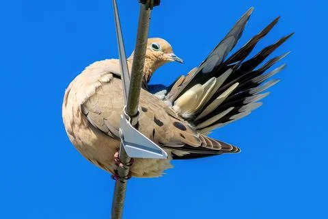 Dove cleaning Stock Photos