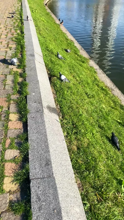 Dove in the clearing. Vertical video Stock Footage 289669290