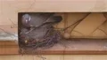 Dove close up creating nest at building wall niche stock footage 4k or 4k+ Resolution