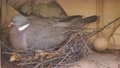 Dove close up creating nest at building wall niche stock footage 4k or 4k+ Resolution
