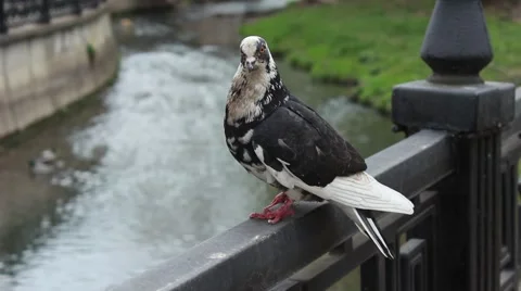 Dove close up Vídeo Stock 62853632