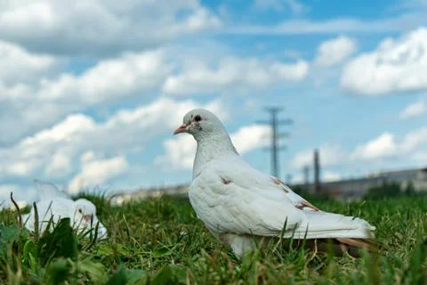 Dove close up on the grass Stock-Fotos
