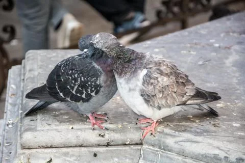 Dove close up Stock Photos