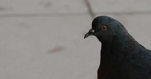 The Dove Close-Up Of A Wild Bird Stock Footage 126066690