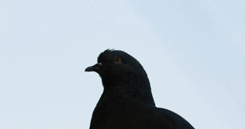 The Dove Close-Up Of A Wild Bird Stock Footage 126066812
