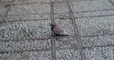 Dove on the cobbled road Stock-Footage 192264181