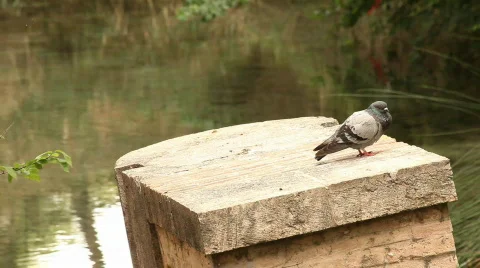 Dove on a column 库存影片 731669